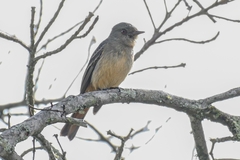 Knipolegus poecilurus