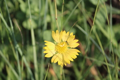 Amblyolepis setigera