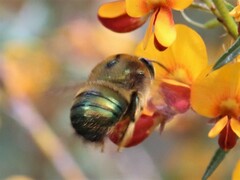 Xylocopa aerata