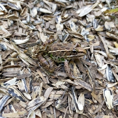Lithobates forreri