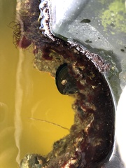 Rhodophyta
