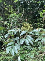 Tetradium glabrifolium