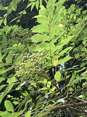 Tetradium glabrifolium