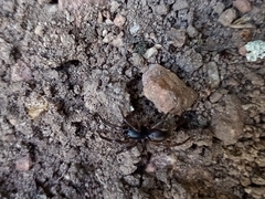 Corinninae