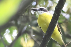 Megarynchus pitangua