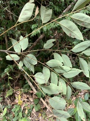 Tetradium glabrifolium