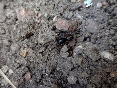 Corinninae