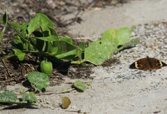 Physalis cinerascens spathulifolia