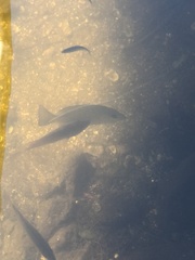 Lutjanus griseus