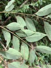 Tetradium glabrifolium