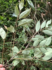 Tetradium glabrifolium