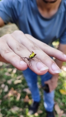 Micrathena fissispina