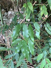 Quercus stenophylloides