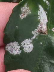 Erysiphe euonymicola