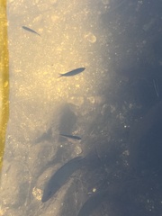 Lutjanus griseus