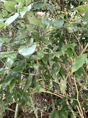 Quercus stenophylloides