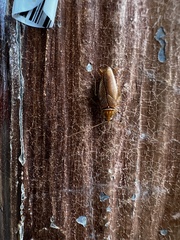 Pseudophyllodromiinae