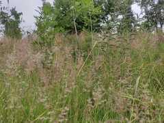 Melinis repens