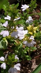 Scaevola albida