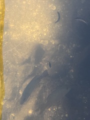Lutjanus griseus