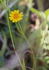 Thymophylla pentachaeta