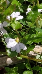 Scaevola albida