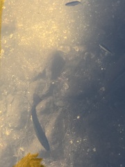 Lutjanus griseus