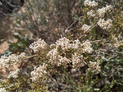 Eriogonum microtheca