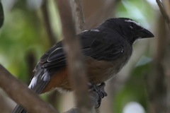 Saltator grandis