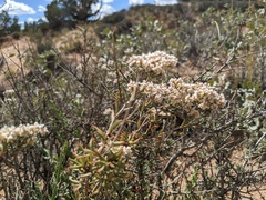Eriogonum microtheca