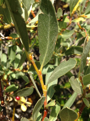 Salix planifolia