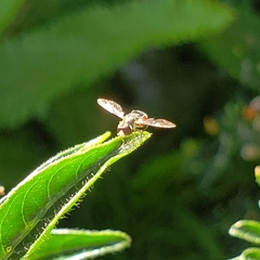 Syrphinae