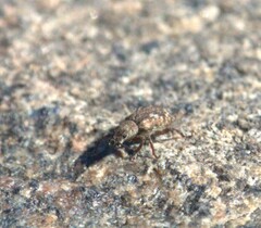 Pseudoedophrys hilleri