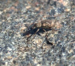 Pseudoedophrys hilleri