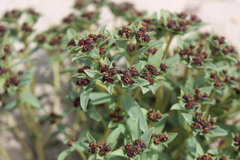 Euphorbia thinophila