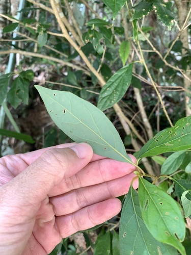 Lindera erythrocarpa, photograph 3