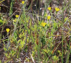 Bradburia pilosa