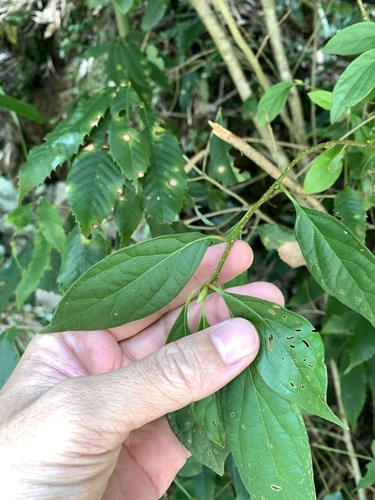 Lindera erythrocarpa, photograph 4