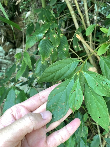 Lindera erythrocarpa, photograph 5