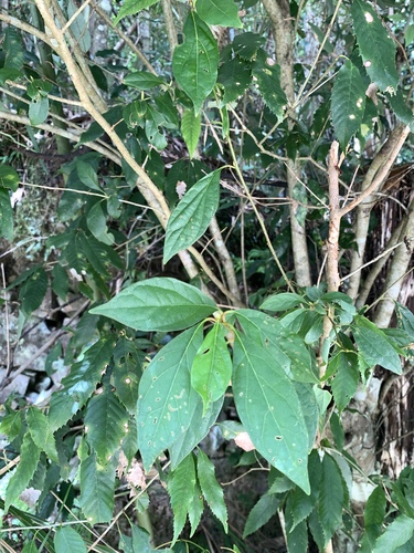 Lindera erythrocarpa, photograph 2