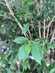 Lindera erythrocarpa