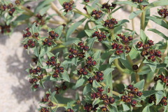 Euphorbia thinophila