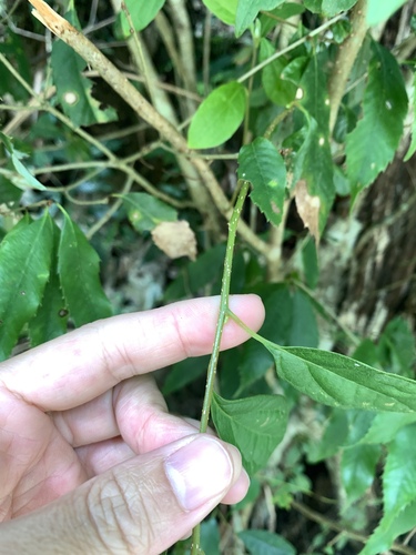 Lindera erythrocarpa, photograph 6