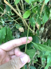 Lindera erythrocarpa
