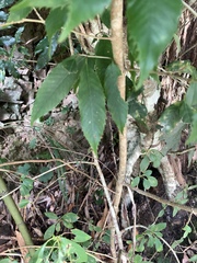 Lindera erythrocarpa