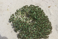 Euphorbia thinophila