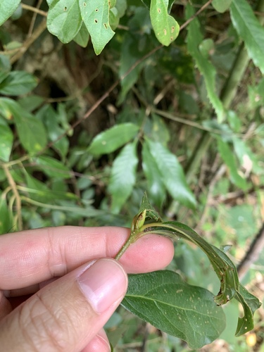 Lindera erythrocarpa, photograph 1
