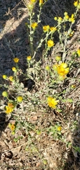 Grindelia hirsutula
