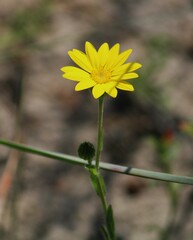 Bradburia pilosa