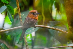 Malacoptila mystacalis